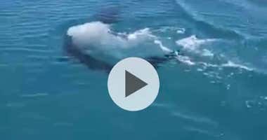 Avistan un tiburón en la playa Victoria de la capital gaditana