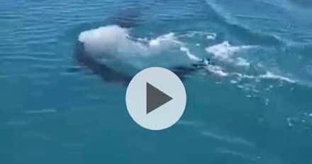 Avistan un tiburón en la playa Victoria de la capital gaditana