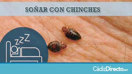 Chinches