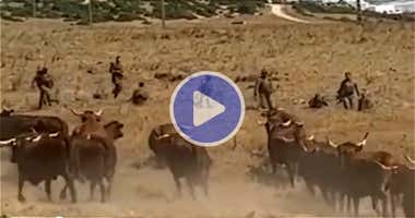 Así conviven soldados y vacas retintas en el campo de tiro del Retín en Barbate