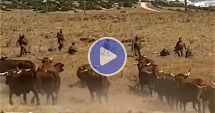 Así conviven soldados y vacas retintas en el campo de tiro del Retín en Barbate