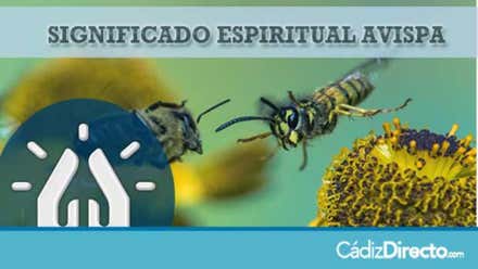 Avispa