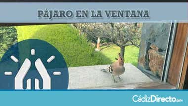 Pájaro en la ventana
