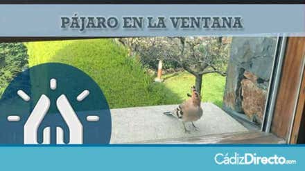 Pájaro en la ventana