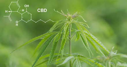 Comprar CBD en Cádiz con Gorilla Grillz