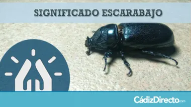 Escarabajos