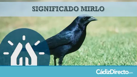 Mirlo negro