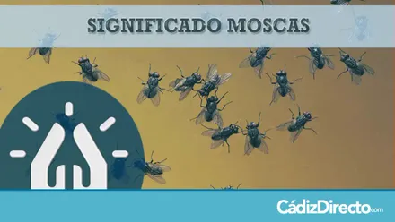 Moscas