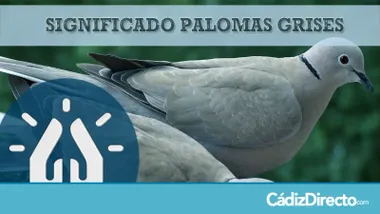 Palomas