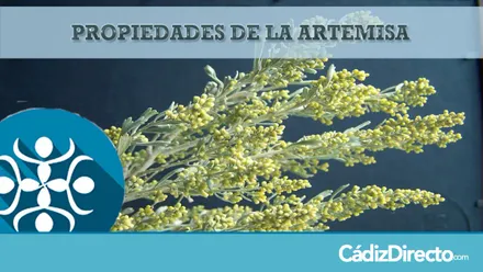 Planta Artemisa