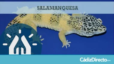 Reptil Salamanquesa