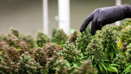 Aceite de CBD: ¿Es legal comprarlo? ¿Funciona realmente?