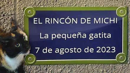 La conmovedora historia de la gata 'Michi' en Cádiz y la placa que la recuerda en la calle Cruz Roja