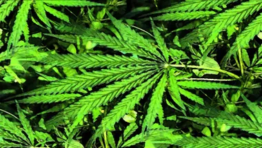 ¿Cuáles son los usos terapéuticos de la marihuana?