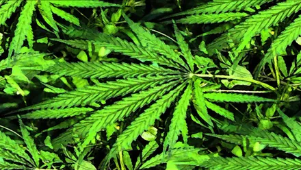 ¿Cuáles son los usos terapéuticos de la marihuana?