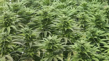 Los mejores Growshops de Cádiz