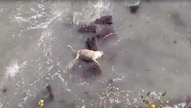 Denuncian que se deje el cuerpo de un perro ahogado frente a la Alameda “por falta de medios”