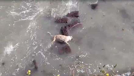 Denuncian que se deje el cuerpo de un perro ahogado frente a la Alameda “por falta de medios”