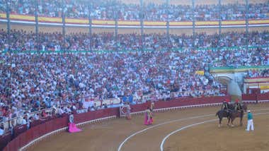 Cádiz, entre las provincias más taurinas