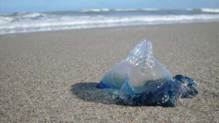 Las temidas carabelas portuguesas llegan a las playas de Cádiz, ¿qué hacer si te pica una?