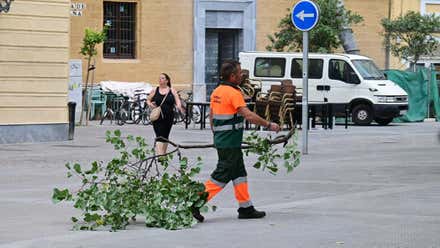 Resaca de una noche de Levante en Cádiz: Caída de una palmera y de numerosas ramas