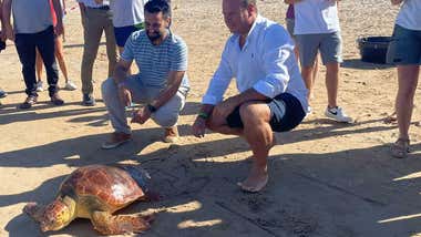 Dos tortugas marinas, devueltas al mar en la Playa de las Tres Piedras de Chipiona