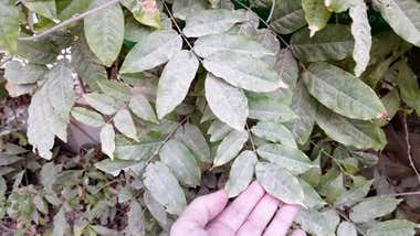 Alertan del preocupante abandono del Parque Genovés, el pulmón de Cádiz