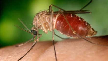 Recomendaciones para combatir el Virus del Nilo en Cádiz