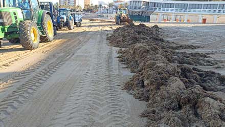 Cádiz retira más de 330 toneladas de algas de la playa de la Caleta en lo que va de verano