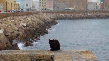 Cádiz pasa de una subvención para el control de colonias felinas