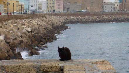 Cádiz pasa de una subvención para el control de colonias felinas