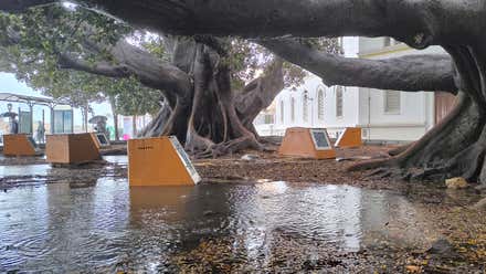 Cómo el árbol del Mora iba hacia el norte y terminó en Cádiz
