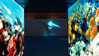 Cádiz se consolida como referente global de la Economía Azul con el Blue Zone Forum Innovazul