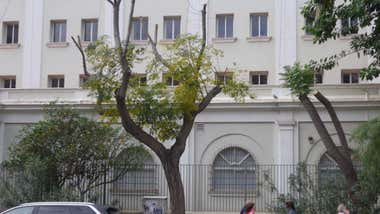 Agaden denuncia nuevas podas “abusivas y mal ejecutadas” en Cádiz