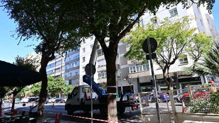 Acusan al Ayuntamiento de Cádiz de “cargarse el arbolado de la ciudad”