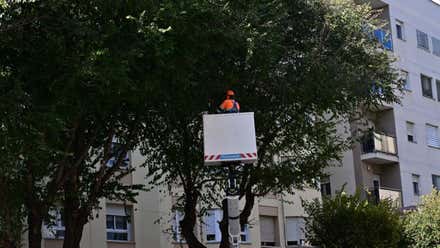 Agaden lleva al Ayuntamiento de Cádiz ante el Seprona por las podas que afectan a aves protegidas