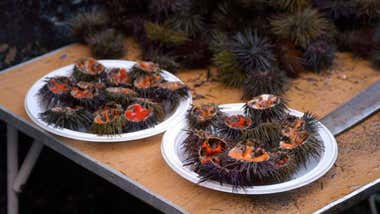 La Policia Local de Cádiz decomisa erizos y ostiones sin control sanitario