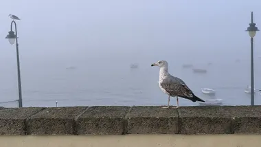 “Se les ha ido de las manos a los de la serie que Cádiz se parezca a Londres“. Imágenes curiosas de la mañana de niebla
