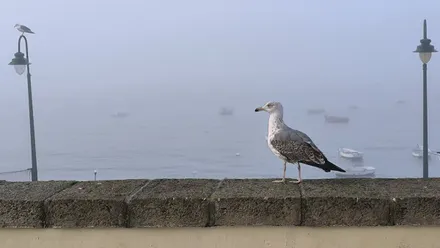 “Se les ha ido de las manos a los de la serie que Cádiz se parezca a Londres“. Imágenes curiosas de la mañana de niebla