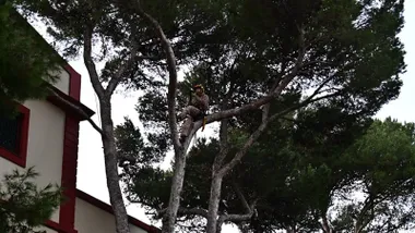 Cádiz inicia una campaña de plantación de árboles