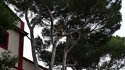 Cádiz inicia una campaña de plantación de árboles