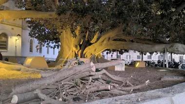 Intensa revisión del arbolado en Cádiz