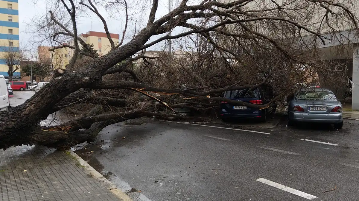 La borrasca Jana sacude Cádiz: árboles caídos, parques cerrados y viento de más de 80 km/h