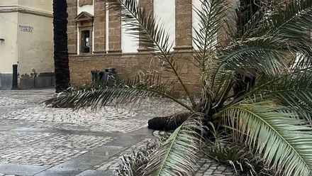 La borrasca Jana sacude Cádiz: árboles caídos, parques cerrados y viento de más de 80 km/h