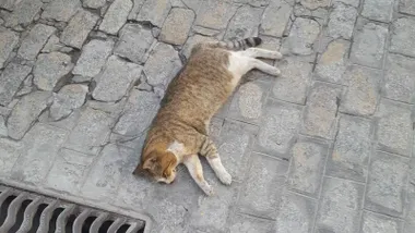 El Ayuntamiento de Cádiz, denunciado por la falta de recogida de animales fallecidos en la vía pública