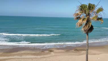 Palmera Santa María del Mar