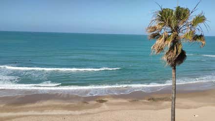 Palmera Santa María del Mar