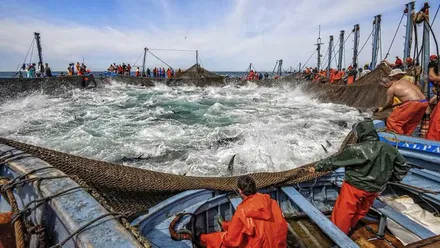 Redes capturando el atún en una almadraba con unos pescadores, vestidos de naranja, en primer término.