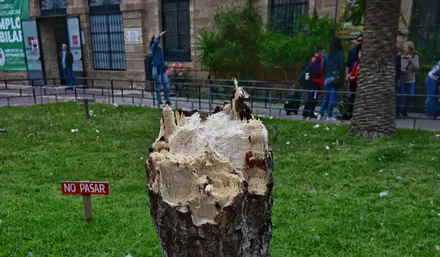 Tronco de un árbol partido por la mitad en la entrada del colegio Salesianos de Cádiz