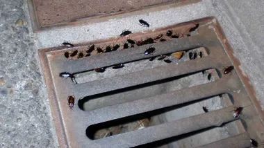 Muchas cucarachas americanas saliendo del sistema de alcantarillado de una calle.